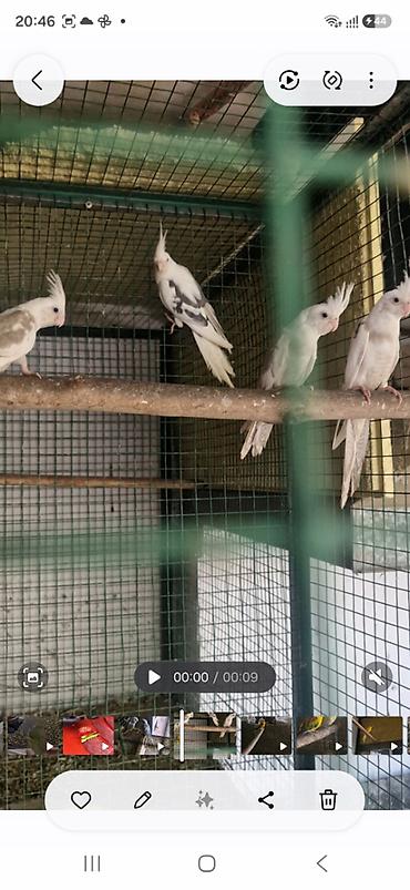 голубий помёт: Продаётся моладой попугай нифа Пакистан 2 шт — 1
