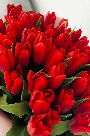 Букеты из живых цветов: Букеты из тюльпанов - Авторские композиции из свежесрезанных — 8