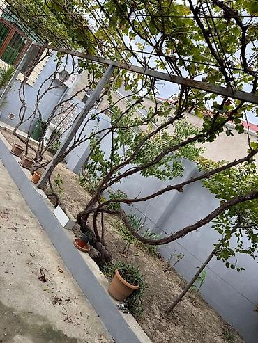 bayılda ev: 3 otaqlı, 120 kv. m, Kredit yoxdur — 6