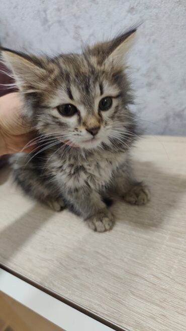 Pişiklər: Britan, Dişi, Yaxşı əllərə, Ödənişli çatdırılma — 7