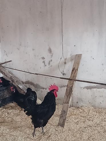 K/t heyvanları və malları: Austrolopr xoruzlar satilir.tam saglamdir — 3