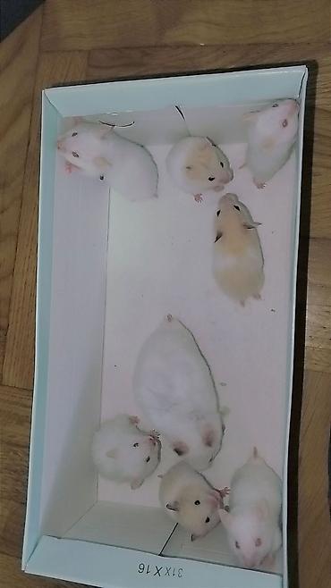 hamster satışı: 7 bala və 1 böyük hamster satılır. Qəfəs yalnız böyük hamsterlə — 8