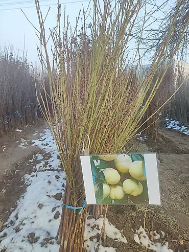 Яблоня: Саженцы плодовых деревьев (разные сорта) - Черешня «Мелитополь — 7