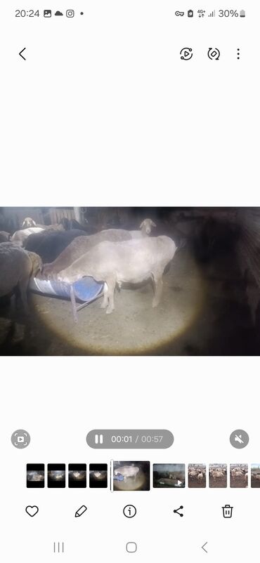 домик для кошки многоуровневый: Сатам | Ургаачы кой (ургаачы) | Аргын | Көбөйтүү үчүн | Ургаачы