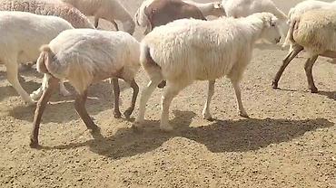 toyuq ucuz qiymete: Dişi, il: 1, Damazlıq, Pulsuz çatdırılma — 6