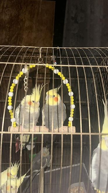 yem karma: Real alıcı endirim olacaq 8 ədəddir Nimfa (Cockatiel) tutuquşuları və — 1