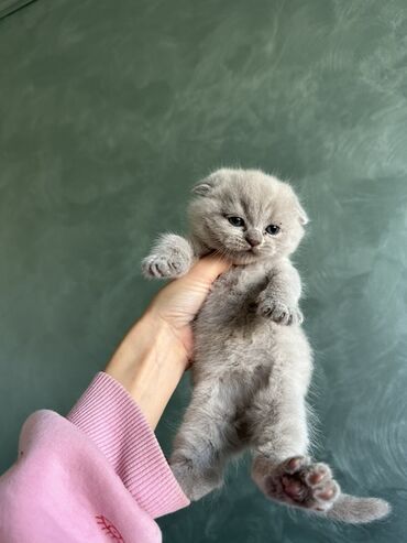 pişik pers: Şotland yastı qulaq