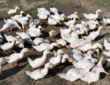 Ördəklər: Dişi, | Kuban, Ətlik, Ünvandan götürmə — 8