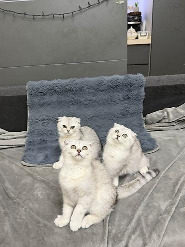 Кошки: Шотландская вислоухая — 4