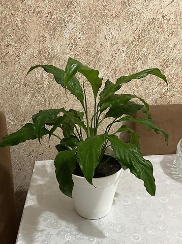 ucuz su: Spathiphyllum (Sülh çiçəyi) – otaq bitkisi, ağ plastik dibçəklə - — 1
