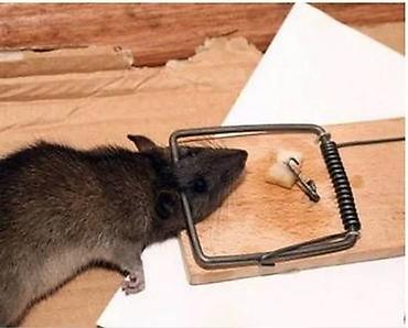 Дезинфекция, дезинсекция: Дезинфекция, дезинсекция, | Клопы, Тараканы, | Кафе, магазины, Квартиры, Дворы — 5