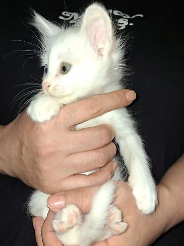 Кошки: Ağ rəngli balaca pişik balası - Tam ağ, yumşaq tüklü balaca pişik - — 4