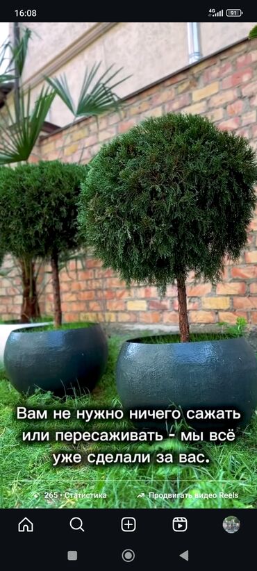 доброй плаза: Готовые декоративные растения в больших уличных кашпо - Композиции из