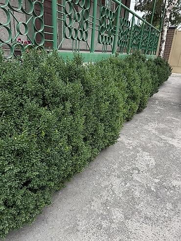 молочай миля: Самшит вечнозелёный (Buxus sempervirens) — взрослые кусты для живой — 1