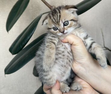 Pişiklər: Şotland — 12