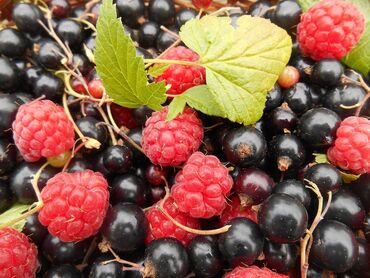 Овощи, фрукты: Куплю малину и черную смородину