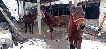 Лошади, кони: Продаю | Кобыла (самка) | На забой, Для разведения — 14