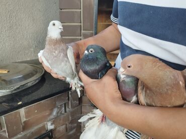 Птицы: Продаю голубей