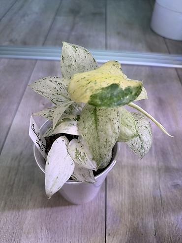 Эпипремнумы и сциндапсусы: Сциндапсус (Epipremnum/Scindapsus) вариегатный в горшке. Особенности — 18