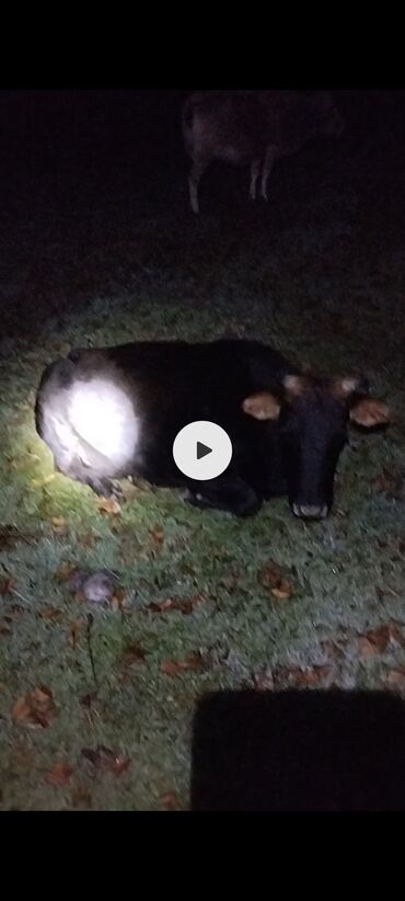 tap.az inekler: Satışda: 2 baş iri buynuzlu mal-qaranın təsvirləri - Növ: inək (dişi lalafo.az -da tap.az inekler: Satışda: 2 baş iri buynuzlu mal-qaranın təsvirləri - Növ: inək (dişi