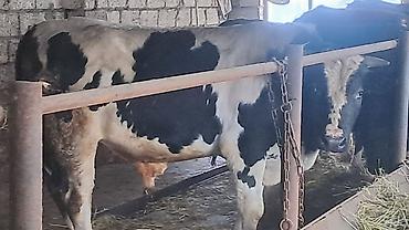 Inəklər, öküzlər: Iki baş cənginə satılır arpa və buğda yemi ilə bəslənib ikisində 460kq — 7