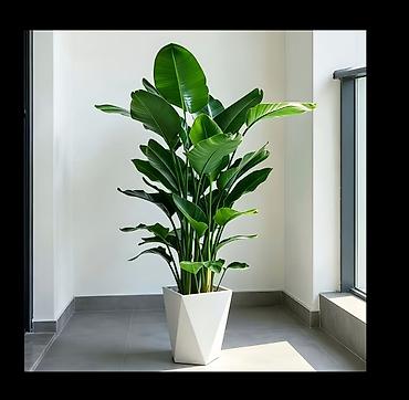 evkalipt agaci: Dekorativ süni gül (Strelitzia nicolai stili) - Hündürlük: 115 sm — 1