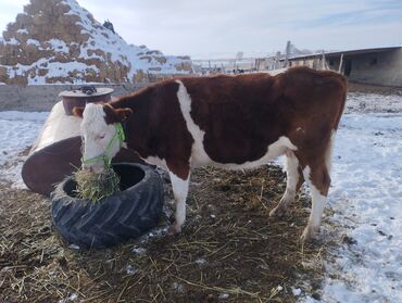 Коровы, быки: Продаю | Корова (самка) | Для молока | Привязанные — 11