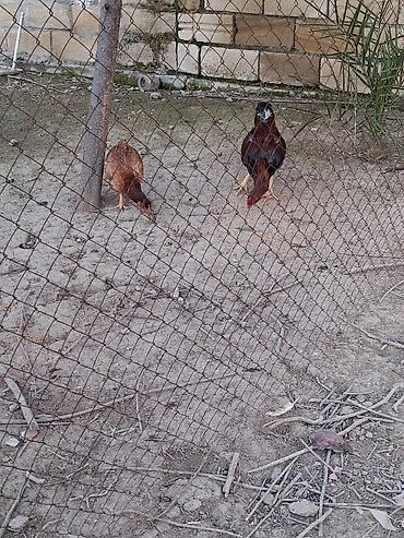 Cücələr: Toyuq cücələri, Ətlik — 6