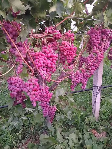 Meyvə və giləmeyvə: .üzüm tingləri satılır 070 2223552 zəng və vatsap çeşid çoxdur — 6