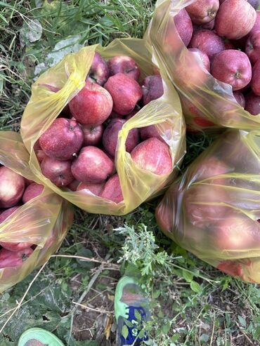 куриные головы купить: Яблоки