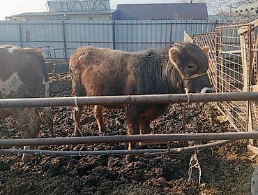 Коровы, быки: Продаю | Бык (самец) | На откорм | Привязанные — 3