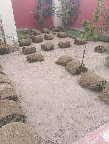 Toxumlar: Abadliq isleri qazon torf agaclar gul cicey bağlarda umumi abadliq — 2