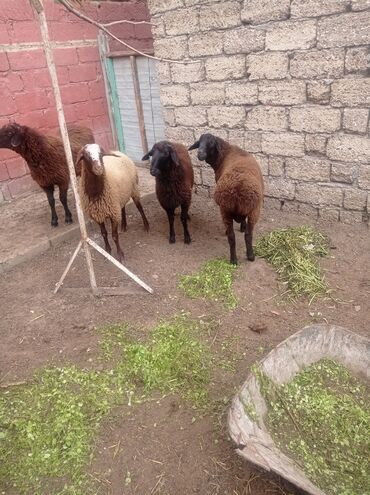 Qoyunlar, qoçlar: Erkək, Qala, il: 1, Damazlıq, Ətlik, Ünvandan götürmə — 4