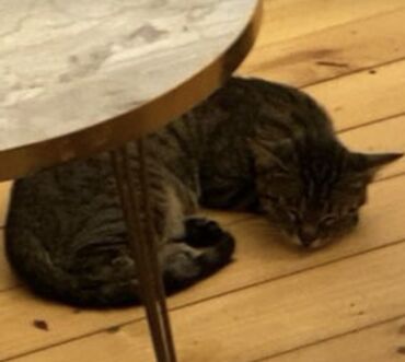 объявление про котят в баку: TəCili: İTİb Tapana Yüksək məbləğdə Pul mükafatı veriləcək✨ Adı