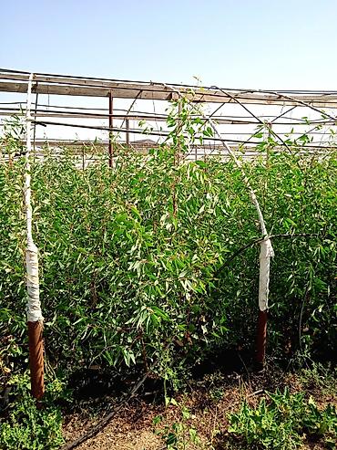 guldəfnə bitkisi: Salam . Türk evkalipt ağacılari satişda var say çoxdur . topdan — 1