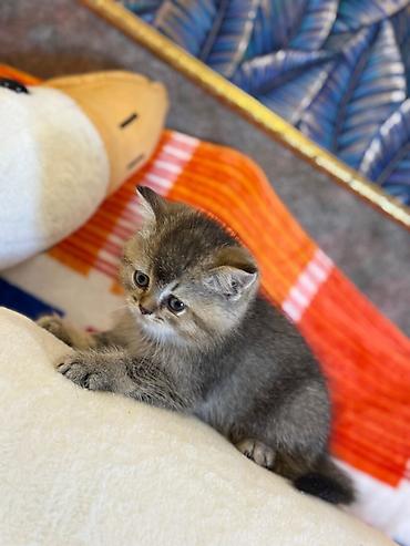 Pişiklər: Britan — 8