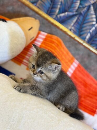 Pişiklər: Şotland yastı qulaq, Erkək, Dişi, Yaxşı əllərə, Ünvandan götürmə, Pulsuz çatdırılma, Ödənişli çatdırılma — 231