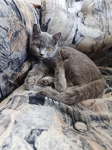 британец кот: Британская короткошёрстная кошка, окрас — сплошной голубой (серый) — 2