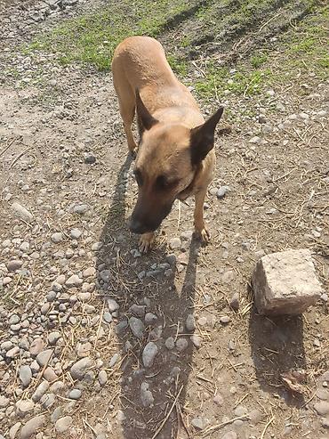 Продажа собак: Бельгийская овчарка, 1 месяц, Самец at lalafo.kg — 10 Продажа собак: Бельгийская овчарка, 1 месяц, Самец — 10