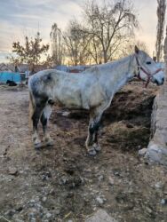 срочно продаю в связи с переездом: Сатам | Жылкы (эркек) | Жумушка