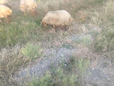 cins inek: Dişi, il: 2, Ətlik, Damazlıq, Ünvandan götürmə — 9