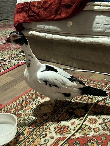 sort pişiklər: Saıam, turkiye sortu lal ördek yumurta ordan gelib, bir eded, evde at lalafo.az sort pişiklər: Saıam, turkiye sortu lal ördek yumurta ordan gelib, bir eded, evde