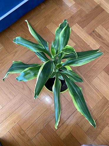 boja sampanjca: Dracena fragrans (Dracaena deremensis ‘Warneckii’ tip) – sobna biljka — 3