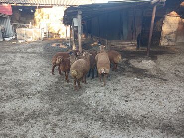 Digər kənd təsərrüfatı heyvanları: 3 aylığ südəmər quzular satılır! Diri çəkisi 10 manatdı,tək tək — 9