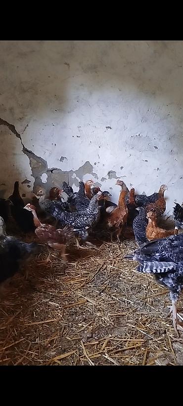 quslar haqqinda melumat: 3 aylığın keçmiş təmiz seçmə kənd çolpaları satılır, tam sağlam — 4