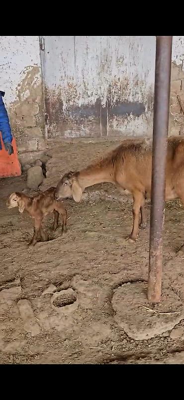 Qoyunlar, qoçlar: Qoyun – ana ilə bala(s)ı - Cins: ehtimalən yerli/ətlik-dövlətlik — 5