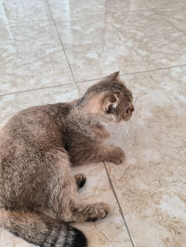 Pişiklər: Şotland yastı qulaq, Dişi, Yaxşı əllərə — 5