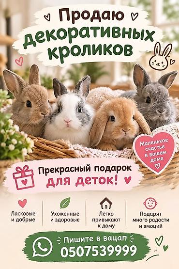 үй жаныбарлары: Декоративные кролики - Ласковые и добрые, отлично подходят для детей — 1