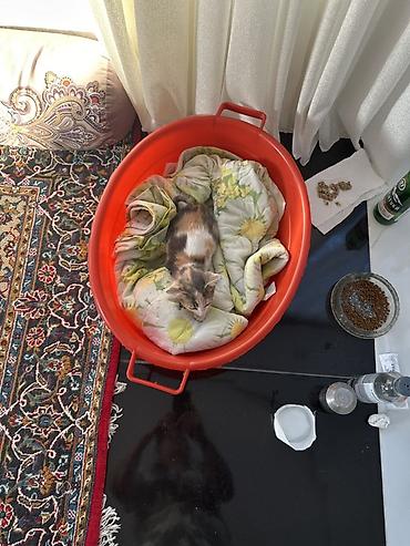 scotish fold: Bu balaca pishiyi qapimiza gelib, bit dermani vurulub, peyvend — 1