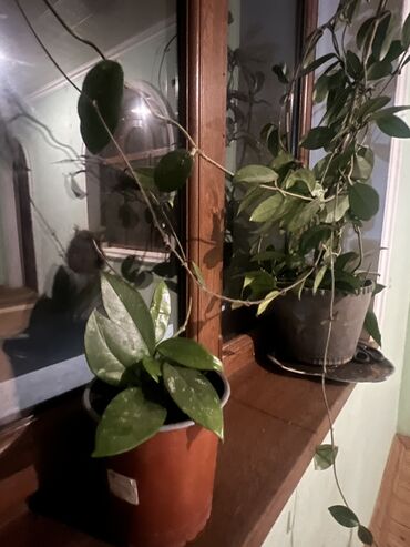 Xalçalar: Xalça -da lalafo.az — 23 Xalçalar: Xalça — 23